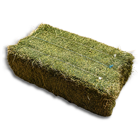 Alfalfa Hay (Al Sanad International)